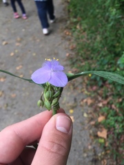 Tradescantia subaspera