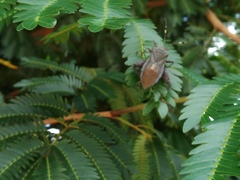 Pachylis laticornis