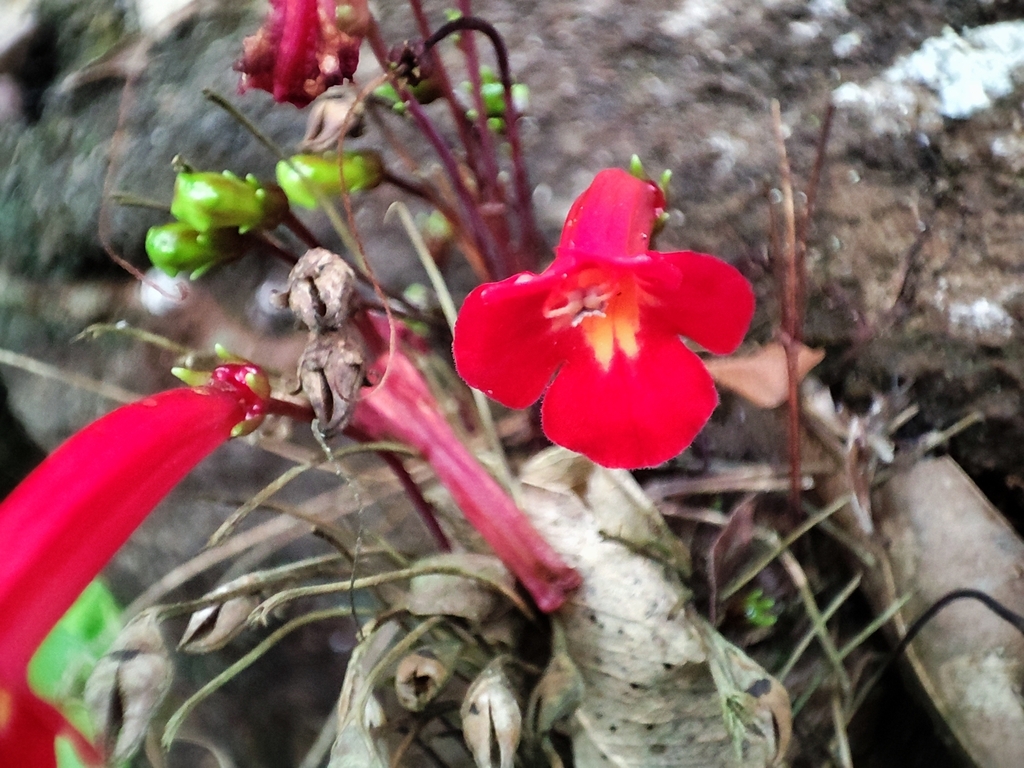 Sinningia tuberosa, Rio Preto - Minas Gerais, 36130-000, Brasil