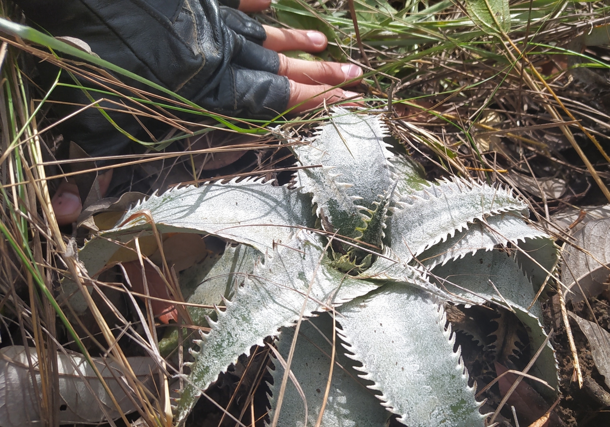 Dyckia marnier-lapostollei, Giant Blue ⑵ Dyckia marnier