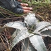 Dyckia marnier-lapostollei - Photo (c) Alexandre S. Michelotto, some rights reserved (CC BY-SA), uploaded by Alexandre S. Michelotto