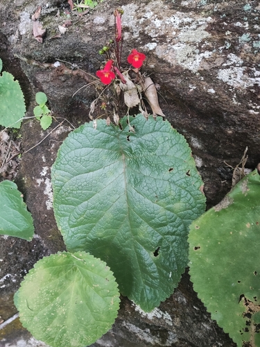 Sinningia tuberosa