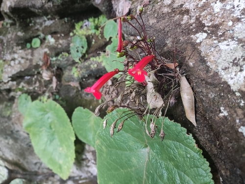 Sinningia tuberosa