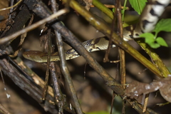 Trimerodytes aequifasciatus