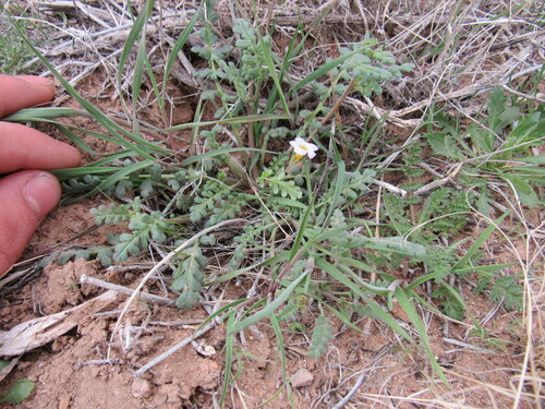 Fremont's phacelia (Phacelia fremontii)