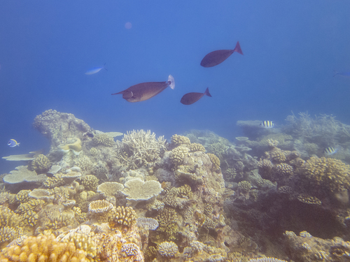 Paletail Unicornfish — seen at this dive site