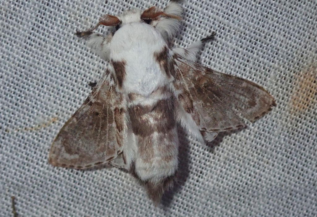 Tolype nigropatagiata