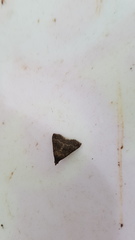 Pilocrocis