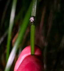 Bijoaraneus mitificus