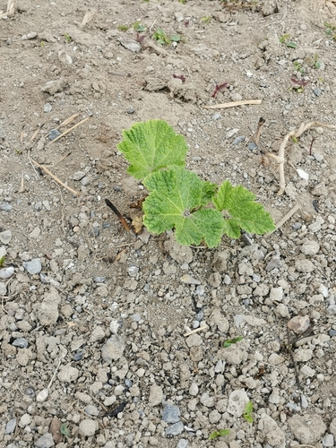 Hollyhock
