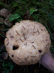 Lactarius repraesentaneus