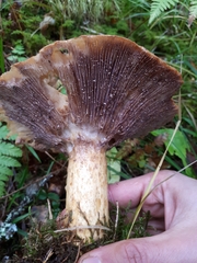 Lactarius repraesentaneus