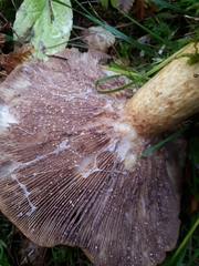 Lactarius repraesentaneus