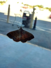 Lepidoptera