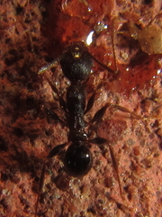 Pheidole crassinoda