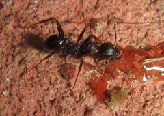 Pheidole crassinoda