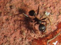 Pheidole crassinoda