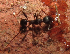Pheidole crassinoda