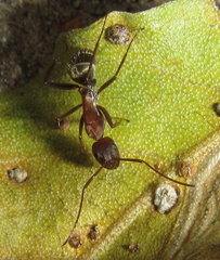 Camponotus vestitus