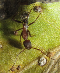 Camponotus vestitus