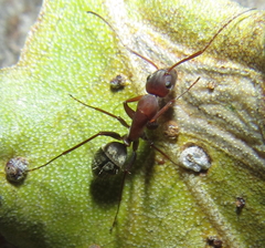 Camponotus vestitus