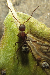 Camponotus vestitus