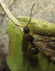 Camponotus vestitus
