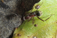 Camponotus vestitus