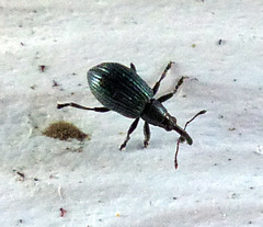 Ischnopterapion virens