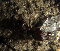 Pheidole crassinoda