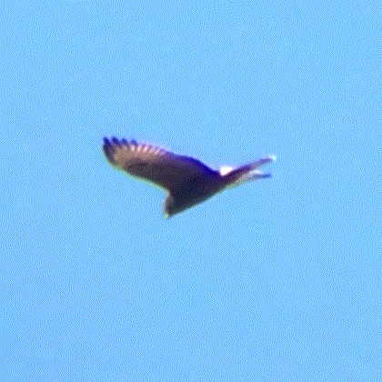 Swamp Harrier illustration