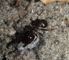 Pheidole crassinoda