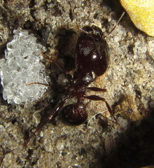 Pheidole crassinoda