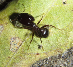 Pheidole crassinoda