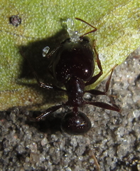 Pheidole crassinoda