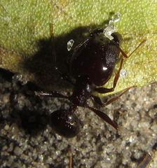 Pheidole crassinoda