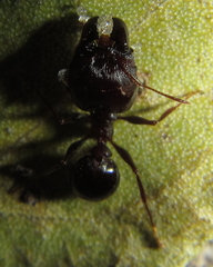 Pheidole crassinoda