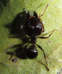 Pheidole crassinoda