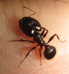 Pheidole crassinoda