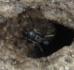 Ponerinae