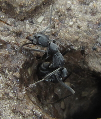 Ponerinae