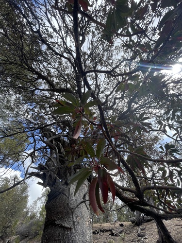 Arizona madrone (Arbutus arizonica)