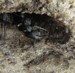 Ponerinae