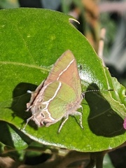 Callophrys xami