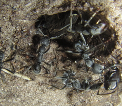 Ponerinae