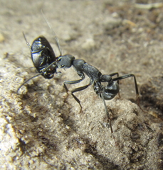 Ponerinae