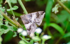 Bastilla