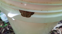 Thysanopyga abdominaria