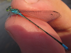 Pseudagrion coeleste coeleste