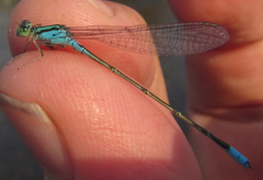 Pseudagrion coeleste coeleste